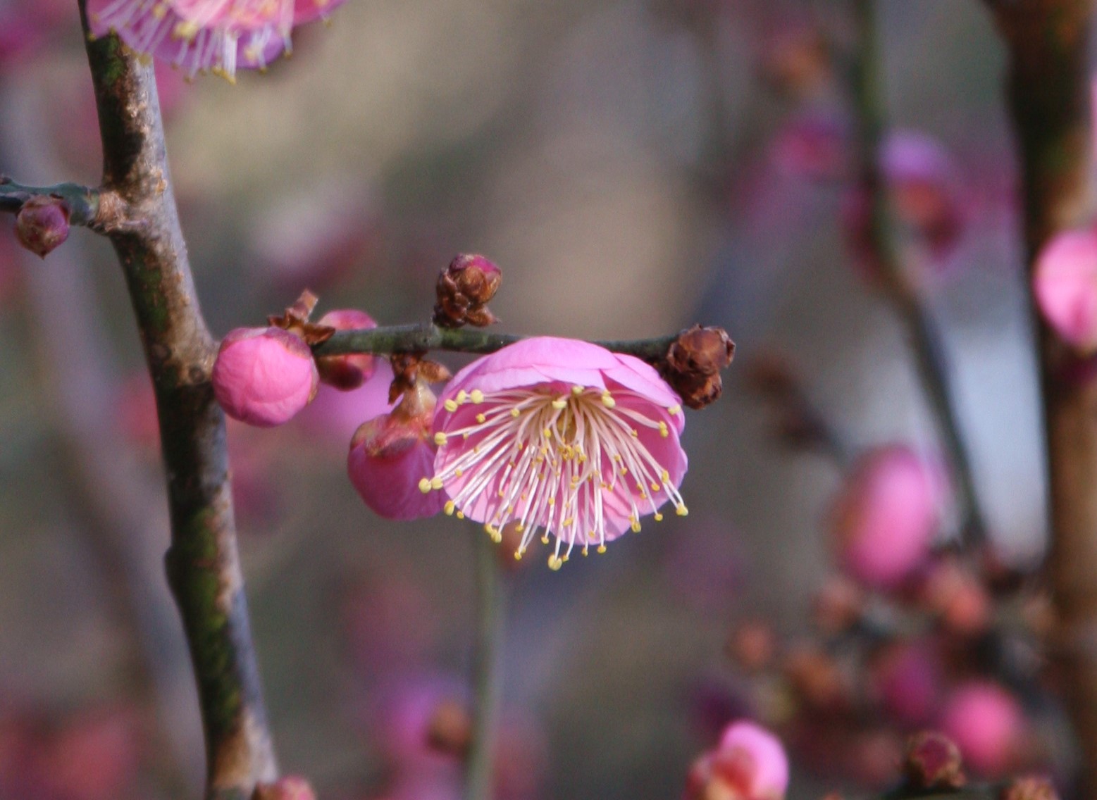 Arboretum Flowering Garden Nears Completion