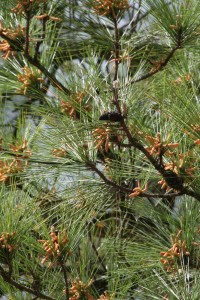 pine pollen        