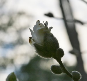 magnolia bu 12       