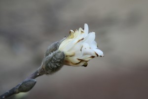 magnolia bud 5       