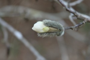 magnolia bud       