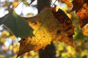Sycamore leaves                      
