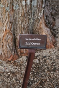 bald cypress                          