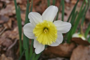 daffodil  