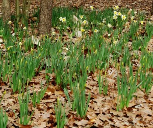 daffodils in bloom  